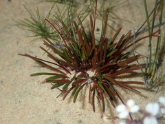 Stylidium kalbarriense