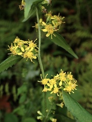 Solidago caesia