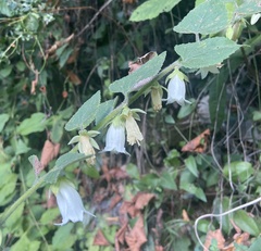 Campanula alliariifolia