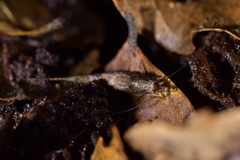 Nesomachilis