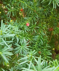 Taxus baccata