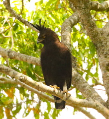 Lophaetus occipitalis