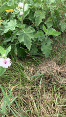 Althaea officinalis