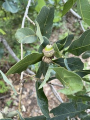 Quercus glaucoides