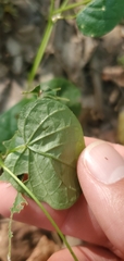 Convolvulaceae