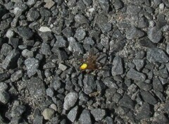 Araneus