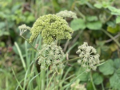Angelica archangelica