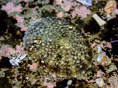 Cellana tramoserica