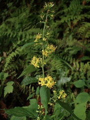 Solidago caesia