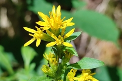 Solidago virgaurea