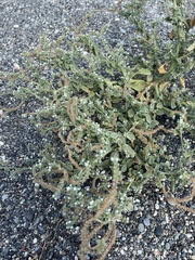 Heliotropium europaeum