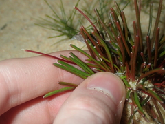 Stylidium kalbarriense