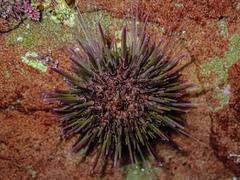 Heliocidaris erythrogramma