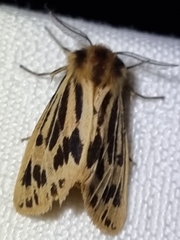 Ardices curvata