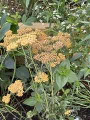 Achillea filipendulina