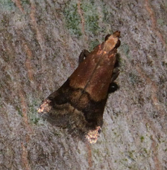 Eulogia ochrifrontella