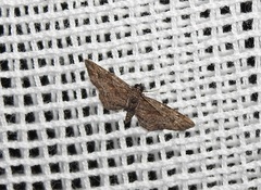 Pasiphilodes testulata