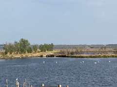 Phoenicopterus roseus