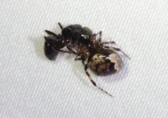 Euryopis funebris