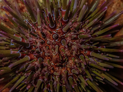 Heliocidaris erythrogramma