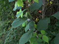 Amphicarpaea bracteata