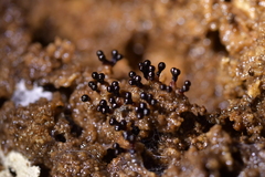 Metatrichia