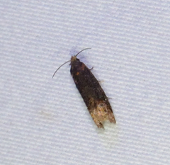 Eucosma ochroterminana
