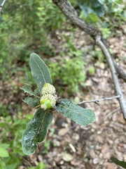 Quercus glaucoides