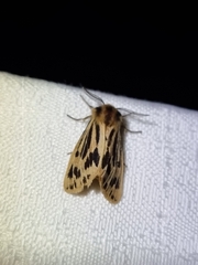 Ardices curvata