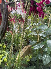 Physostegia virginiana