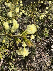 Acacia aspera