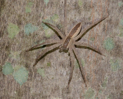 Pisaurina mira