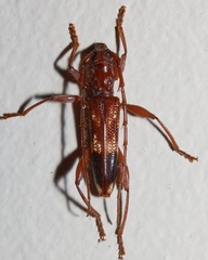 Coptocercus aberrans