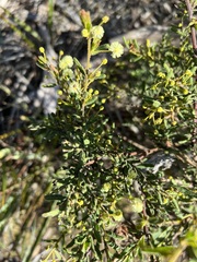 Acacia aspera