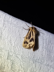 Ardices curvata