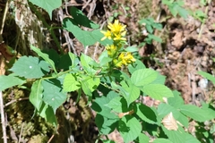 Solidago virgaurea