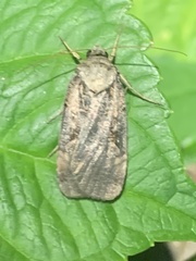 Pseudohermonassa tenuicula