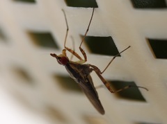 Neriidae