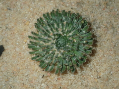 Stylidium ponticulus