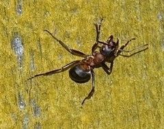 Formica rufa