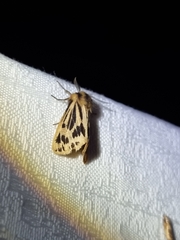 Ardices curvata