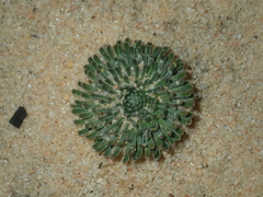 Stylidium ponticulus