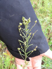Lespedeza leptostachya