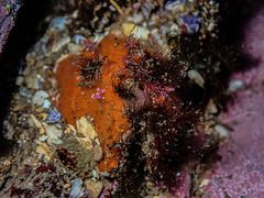 Porifera
