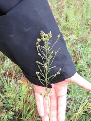 Lespedeza leptostachya