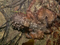 Callistoctopus ornatus