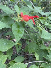 Salvia sessei