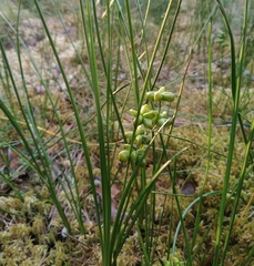 Scheuchzeria palustris