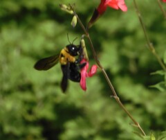 Xylocopa appendiculata