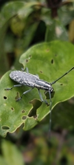 Macrochenus tigrinus
